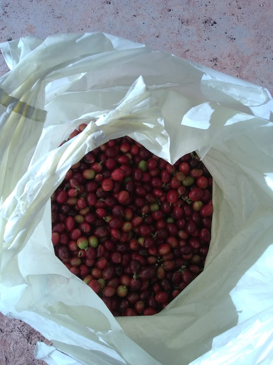 Saco cheio de cerejas de café recém colhidas