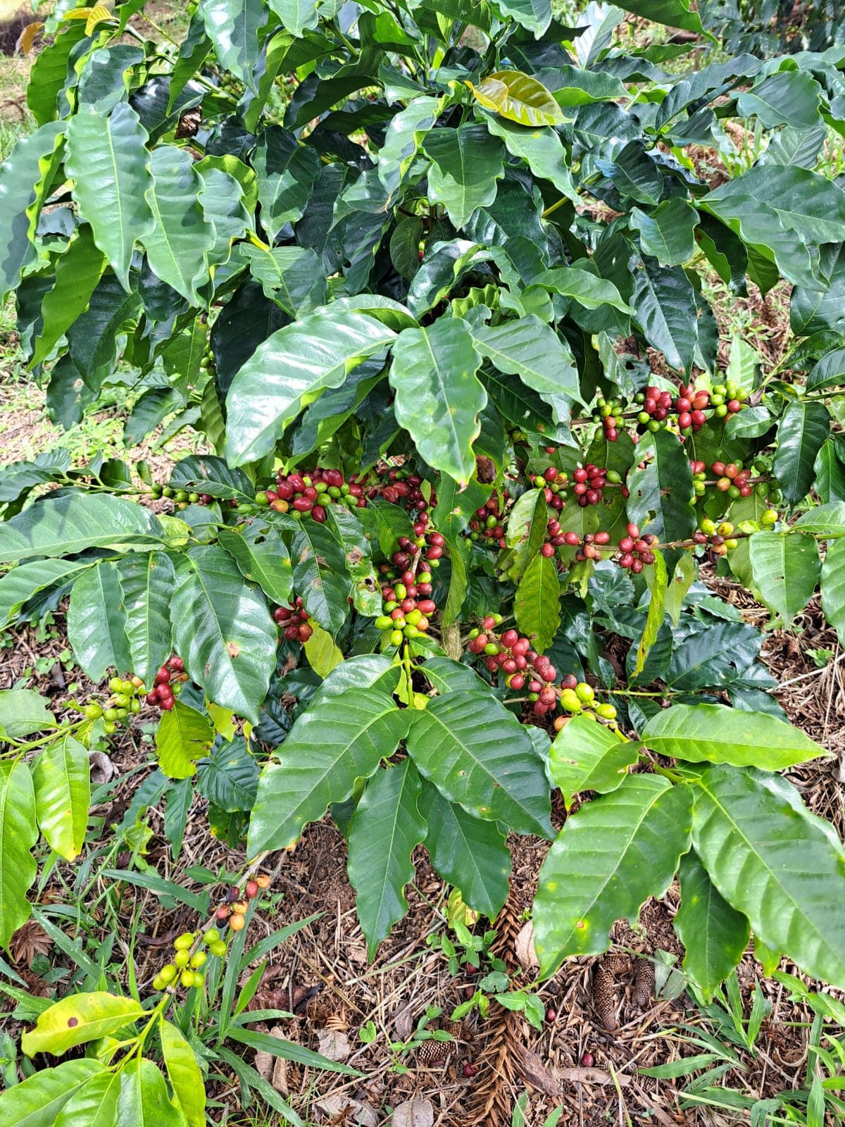 Ramo com cerejas de café verdes e maduras