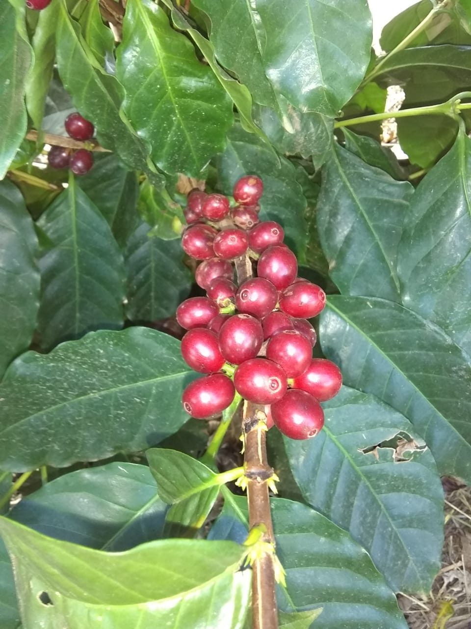 Ramo de café com frutos vermelhos maduros, Fazenda Santa Luzia