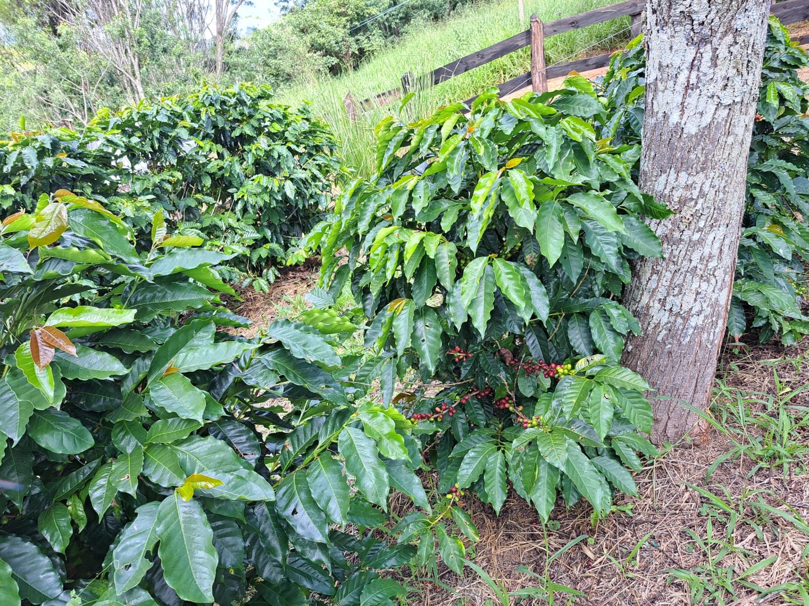 Pé de café junto à cerca da fazenda, com pastagem ao fundo