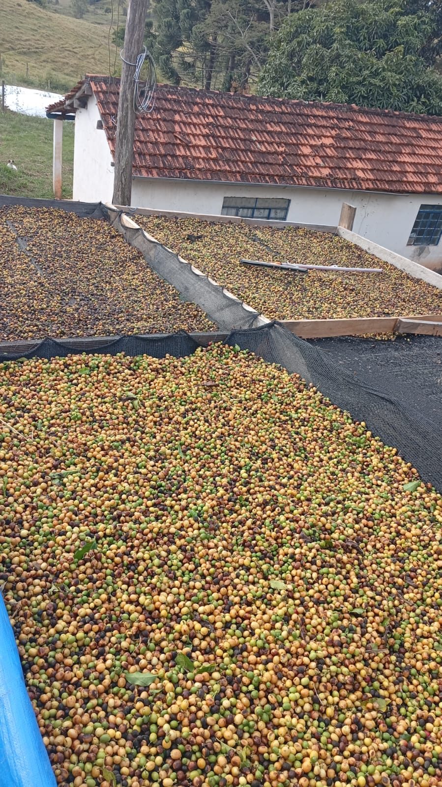 Terreiro de secagem de café ao lado da casa da fazenda