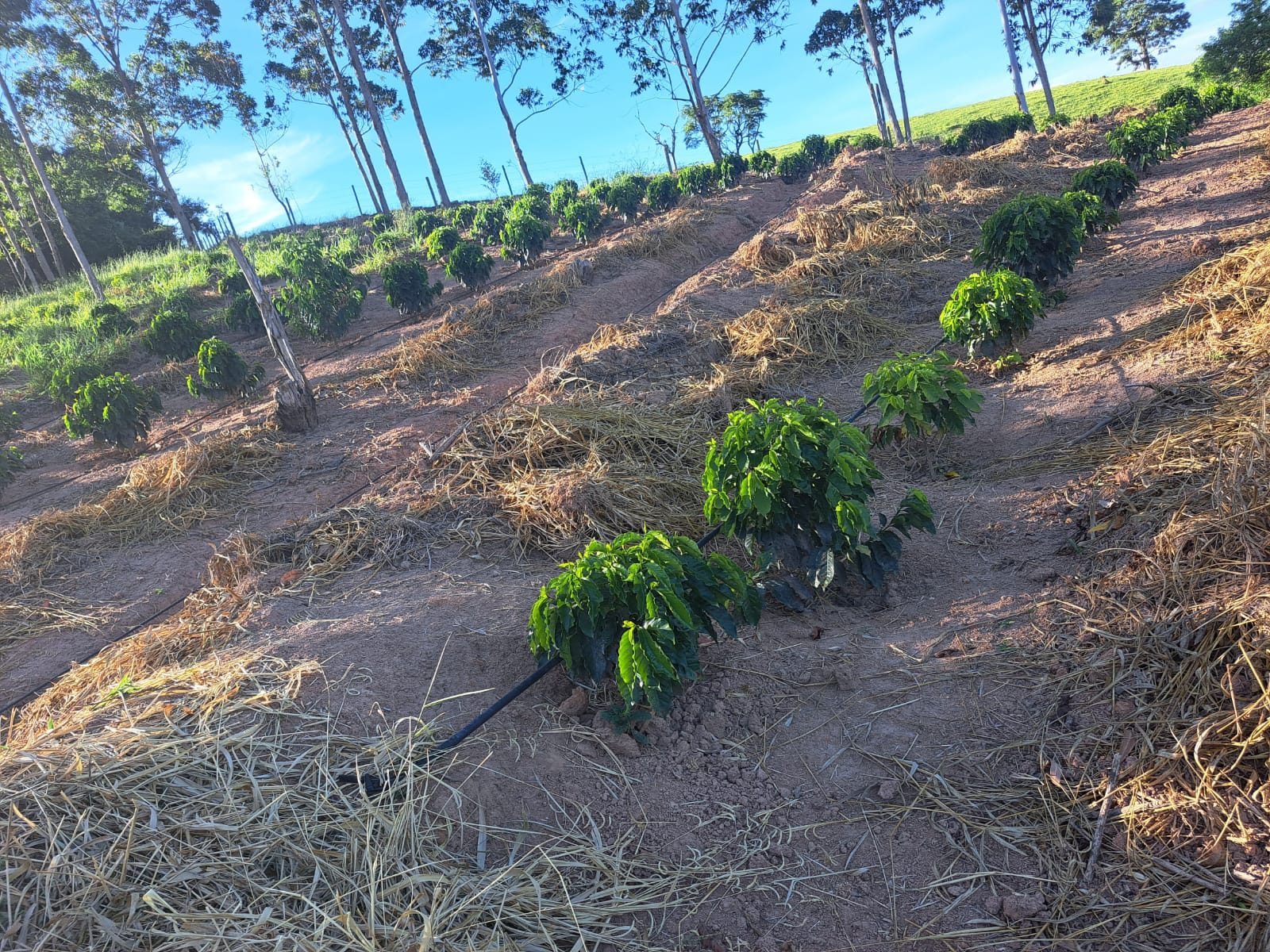 Fileiras de café jovem em encosta com irrigação por gotejamento