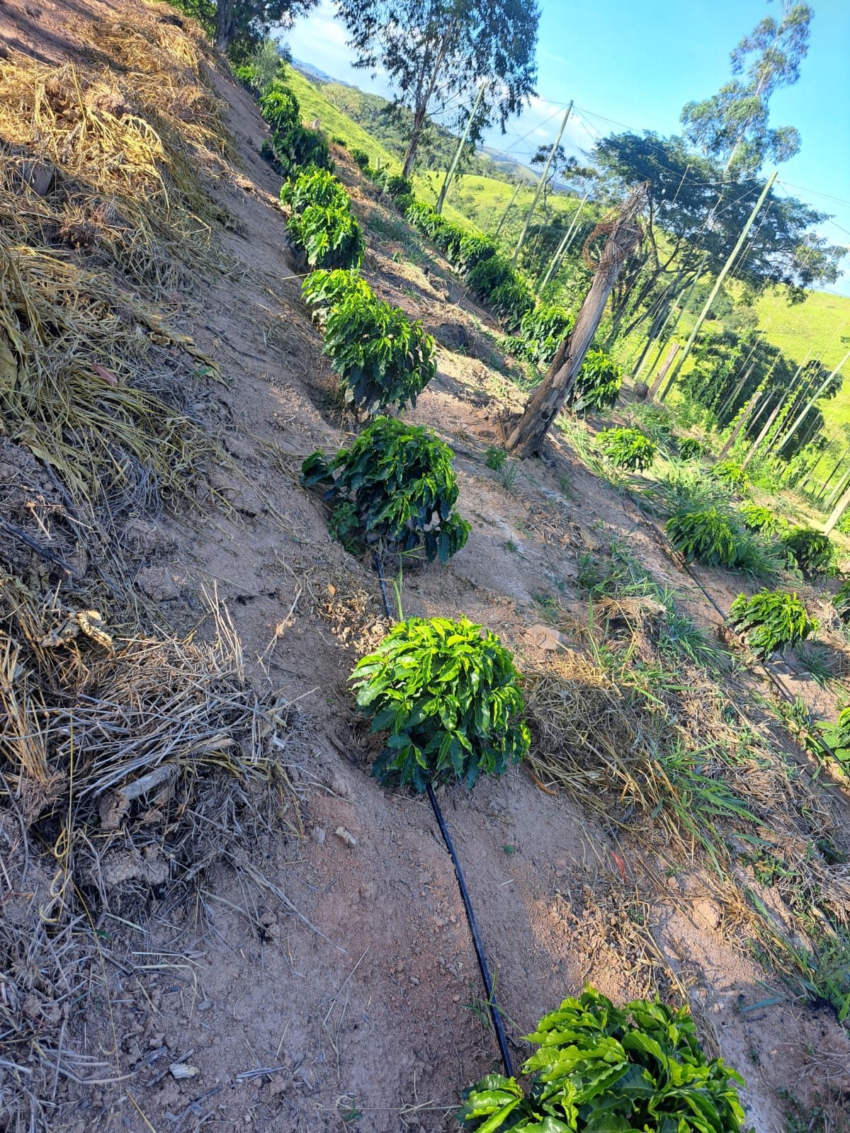Mudas de café em terreno íngreme com cobertura de palha