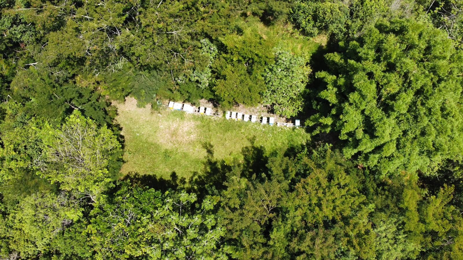 Vista aérea do apiário entre a mata