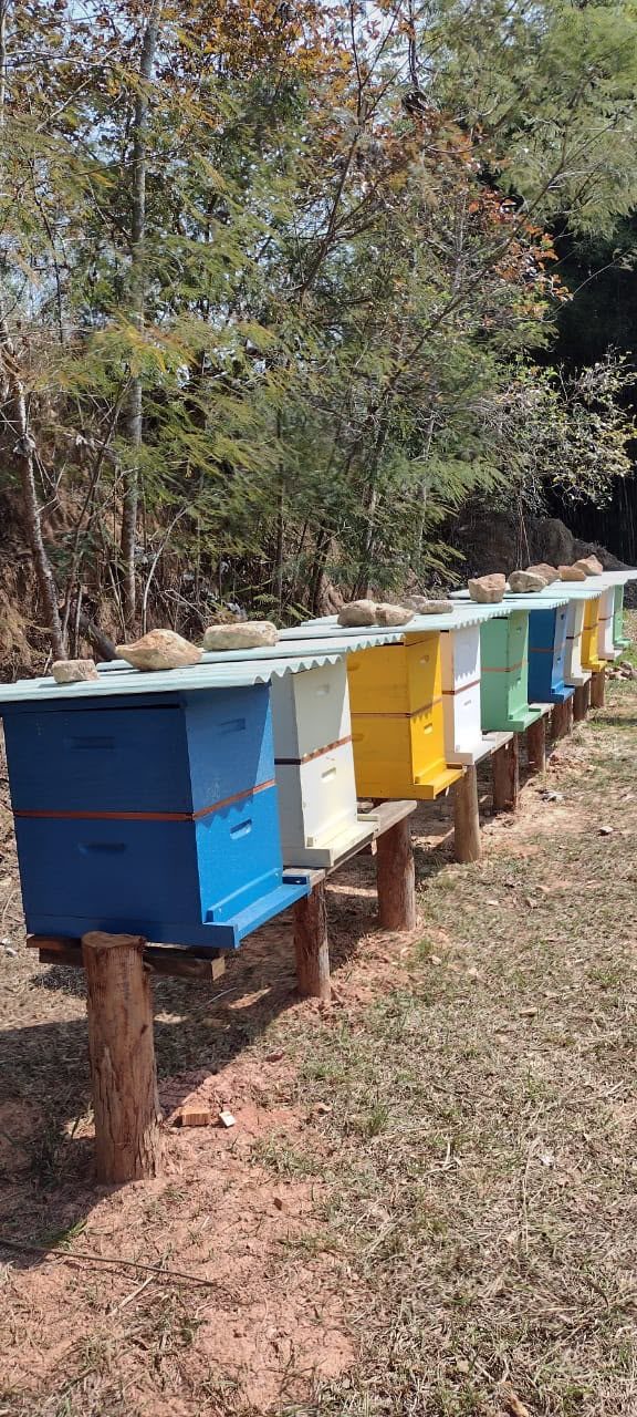 Fileira de colmeias coloridas na borda da mata